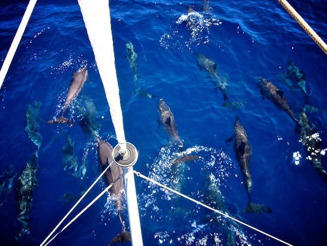 En Route Dolphins1